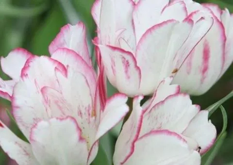 Tulip Multiflora Candy Club 11/12, Bulbs and Corms, 20 pcs