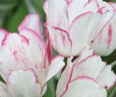 Tulip Multiflora Candy Club 11/12, Bulbs and Corms, 20 pcs
