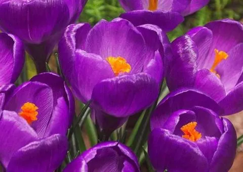 Crocus large-flowered Flower Record 7/8, Bulbs and corms, 75 pcs.