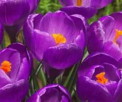 Crocus large-flowered Flower Record 7/8, Bulbs and corms, 75 pcs.