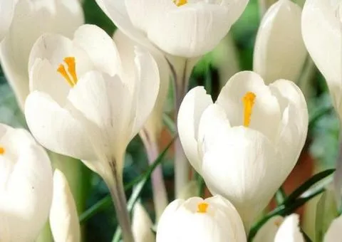 Large-flowered crocus Jeanne d'Arc 7/8, Bulbs and corms, 75 pcs
