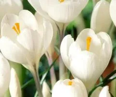 Large-flowered crocus Jeanne d'Arc 7/8, Bulbs and corms, 75 pcs
