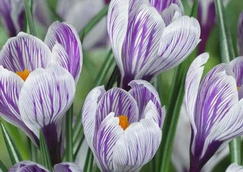 Large-flowered crocus Pickwick 7/8, Bulbs and corms, 75 pcs.