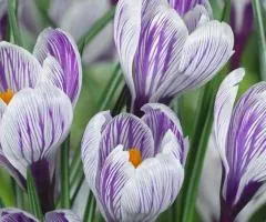 Large-flowered crocus Pickwick 7/8, Bulbs and corms, 75 pcs.