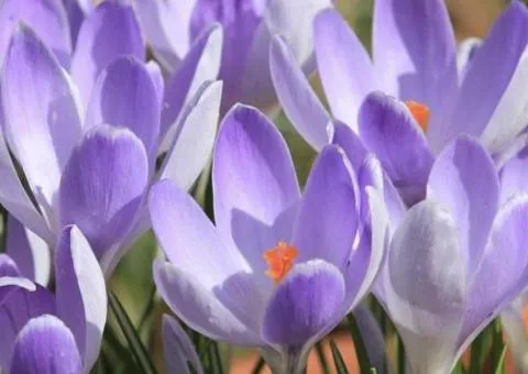Large-flowered crocus Remembrance 7/8, Bulbs and corms, 75 pcs