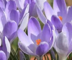 Large-flowered crocus Remembrance 7/8, Bulbs and corms, 75 pcs