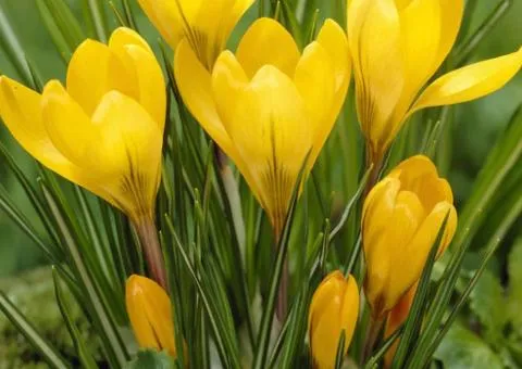 Crocus large-flowered Yellow 7/8, Bulbs and corms, 75 pcs.