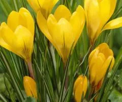 Crocus large-flowered Yellow 7/8, Bulbs and corms, 75 pcs.