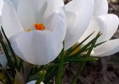 Crocus botanicus Ard Schenk 5/7, Bulbs and corms, 100 pcs