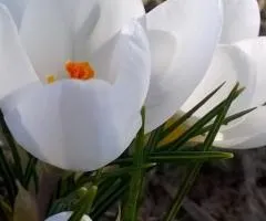 Crocus botanicus Ard Schenk 5/7, Bulbs and corms, 100 pcs