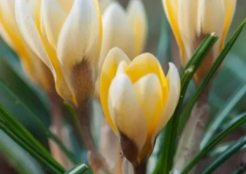 Crocus botanicus Romance 5/7, Bulbs and corms, 100 pcs