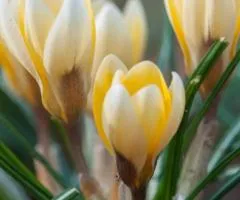 Crocus botanicus Romance 5/7, Bulbs and corms, 100 pcs