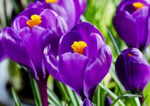 Crocus botanicus Ruby Giant 5/7, Bulbs and corms, 100 pcs