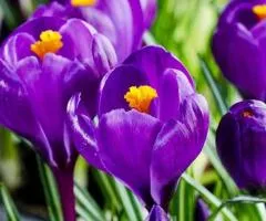 Crocus botanicus Ruby Giant 5/7, Bulbs and corms, 100 pcs