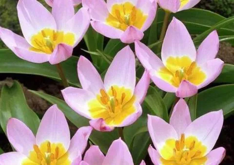 Tulip Botanical Lilac Wonder 5/+, Bulbs and corms, 50 pcs