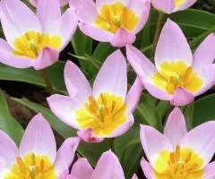 Tulip Botanical Lilac Wonder 5/+, Bulbs and corms, 50 pcs