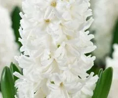 Hyacinth Antarctica 14/15, Bulbs and Corms, 30 pcs.