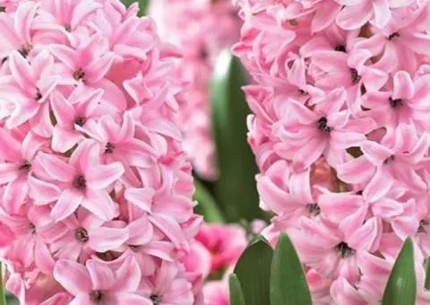 Hyacinth Anna Marie 14/15, Bulbs and Corms, 30 pcs