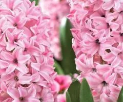 Hyacinth Anna Marie 14/15, Bulbs and Corms, 30 pcs