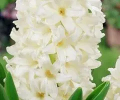 Hyacinth Carnegie 14/15, Bulbs and Onions, 30 pcs