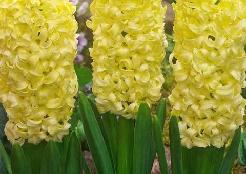 Hyacinth City of Haarlem 14/15, Bulbs and corms, 30 pcs.
