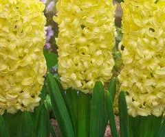 Hyacinth City of Haarlem 14/15, Bulbs and corms, 30 pcs.