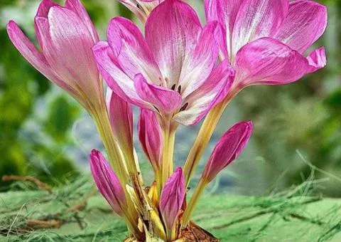 Colchicum The Giant 18/20, Bulbs and Corms, 5 pcs.