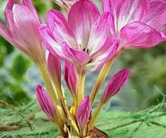 Colchicum The Giant 18/20, Bulbs and Corms, 5 pcs.