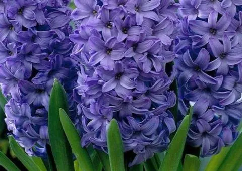 Hyacinth Delft Blue 14/15, Bulbs and Tubers, 30 pcs