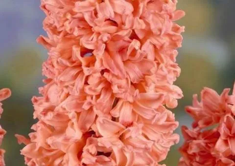 Hyacinth Gipsy Queen 14/15, Bulbs and Corms, 30 pcs