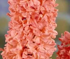 Hyacinth Gipsy Queen 14/15, Bulbs and Corms, 30 pcs
