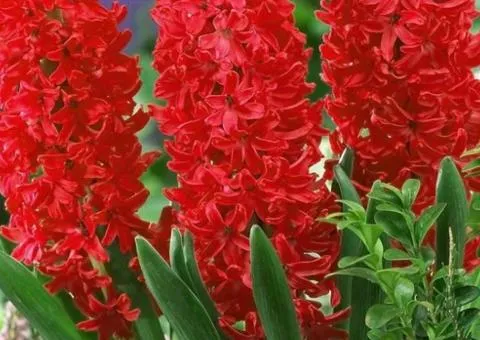 Hyacinth Jan Bos 14/15, Bulbs and Corms, 30 pcs.