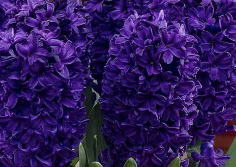 Hyacinth Peter Stuyvesant 14/15, Bulbs and Tubers, 30 pcs.