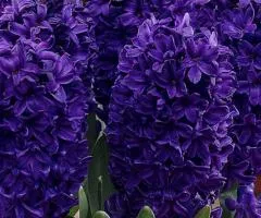 Hyacinth Peter Stuyvesant 14/15, Bulbs and Tubers, 30 pcs.