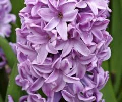 Hyacinth Splendid Cornelia 14/15, Bulbs and Corms, 30 pcs.