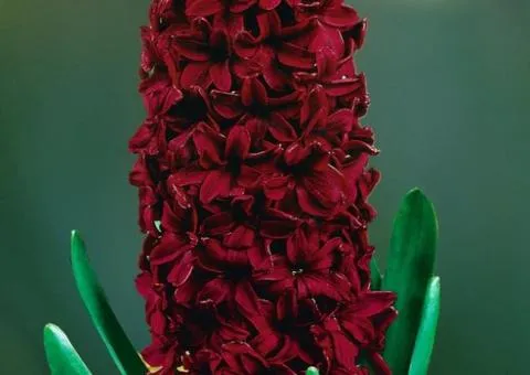 Hyacinth Woodstock 14/15, Bulbs and Corms, 30 pcs
