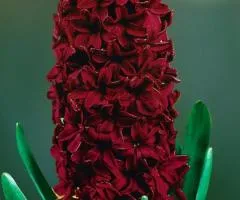 Hyacinth Woodstock 14/15, Bulbs and Corms, 30 pcs