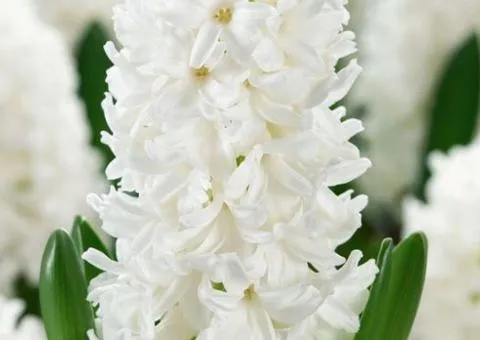 Hyacinth Antarctica 18/19, Bulbs and Corms, 20 pcs.