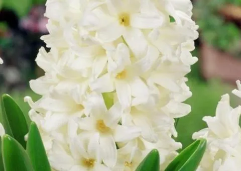 Hyacinth Carnegie 18/19, Bulbs and Corms, 20 pcs