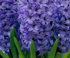 Hyacinth Delft Blue 18/19, Bulbs and Corms, 20 pcs.
