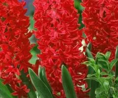 Hyacinth Jan Bos 18/19, Bulbs and corms, 20 pcs.