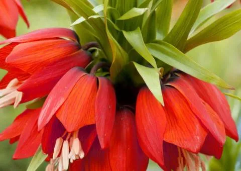 Fritillaria Rubra 18/20, Bulbs and Tubers, 3 pcs.