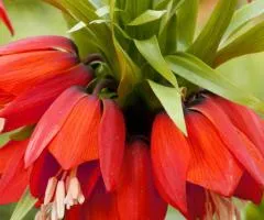 Fritillaria Rubra 18/20, Bulbs and Tubers, 3 pcs.