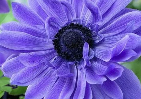 Double blue Anemone Lord Lieutenant 4/5, Bulbs and corms, 100 pcs.