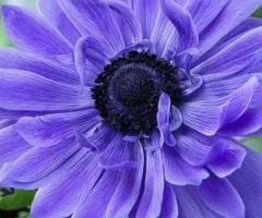 Double blue Anemone Lord Lieutenant 4/5, Bulbs and corms, 100 pcs.