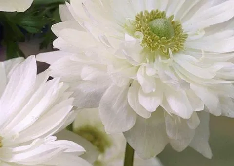Anemone double-flowered Mount Everest 4/5, Bulbs and corms, 100 pcs.