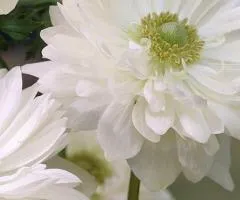 Anemone double-flowered Mount Everest 4/5, Bulbs and corms, 100 pcs.