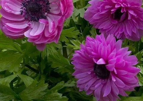 Anemone double The Admiral 4/5, Bulbs and corms, 100 pcs.