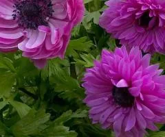Anemone double The Admiral 4/5, Bulbs and corms, 100 pcs.