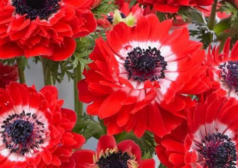 Double-flowered Anemone 'The Governor' 4/5, Bulbs and Corms, 100 pcs.